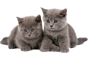 Питание котят - продуманный рацион