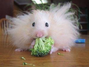 Ангорский хомяк: уход, содержание и особенности породы