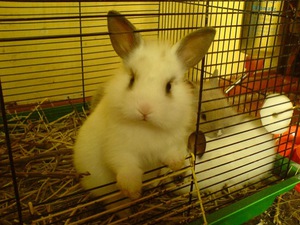 Декоративные кролики в клетке - как обустроить 