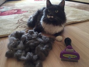 Как чесать кошку фурминатором