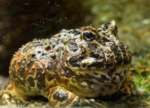 Лягушка-голиаф – необычные земноводные