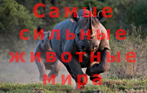 Топ-10 самых сильных животных в мире по силе