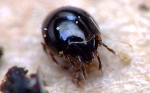 Панцирный клещ фото