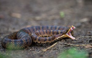 Яд змеи щитомордник