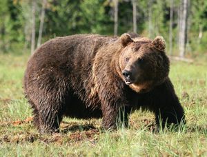 Сибирский бурый медведь: особенности, образ жизни и среда обитания