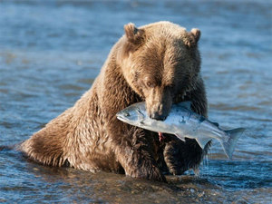 Медвежья рыбалка