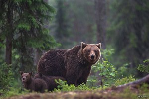 Медведица с медвежонком
