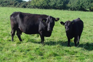 Ангусская порода коров