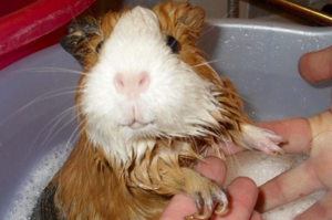 Шерсть морской свинки требует регулярного ухода