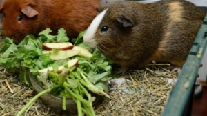 Питание питомца должно быть сбалансированным и включать различные виды продуктов