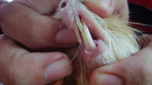 Следите за резцами морской свинки - они растут на протяжении всей жизни