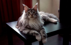 Уход за шерстью мейн куна