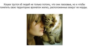 Интересные факты о кошках: биология, знаменитости и легенды