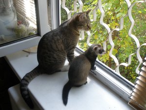 Самые интересные животные-кошки