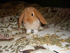 Сколько живут домашние кролики