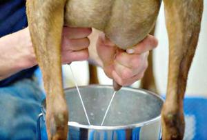 Как правильно доить козу в домашних условиях: пошаговая инструкция