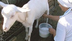 Женщина доит козу