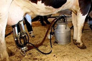Аппарат для  доения