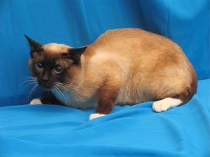 Самые необычные кошки