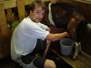 Парень доит козу