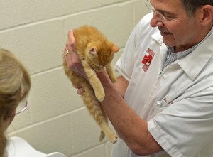 Как действует прививка от бешенства