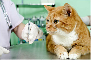 Прививка от бешенства для кошек: как правильно вакцинировать кота