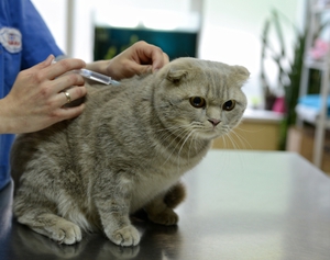 Прививка от бешенства