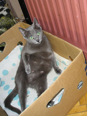 Кошка при беременности