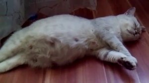 Сколько кошка может родить котят