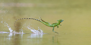 Характеристика ящерицы василиск