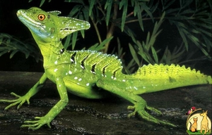 Шлемоносный василиск: описание, образ жизни и особенности ящерицы