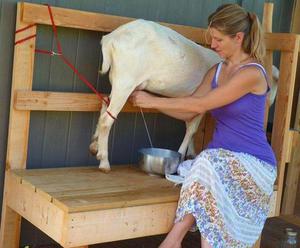 Сколько коза дает молока в день 