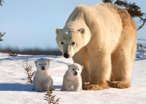 Чем питаются белые медведи