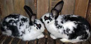Кролики породы Бабочка - содержание