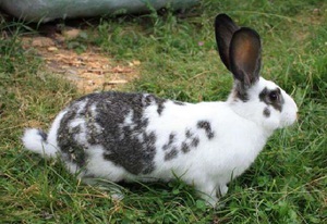 Красивые кролики декоративные - порода бабочка