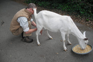 Разведение коз