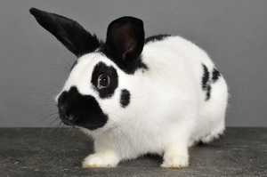 Кролики породы бабочка - уход и кормление