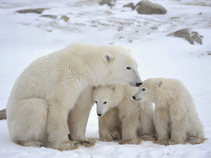 Белый медведь описание