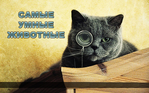 Топ-20 самых умных животных в мире: кто на первом месте?