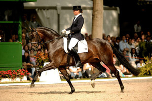 Дорогая лошадь для выставок и скачек