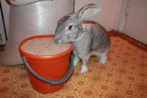 Как приготовить комбикорм для кроликов в домашних условиях