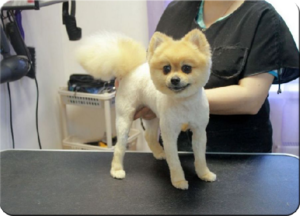 Стрижка для шпица