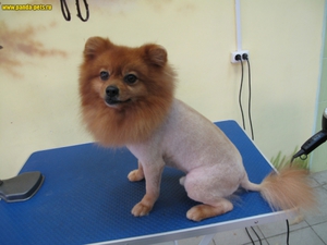 Собачьи прически