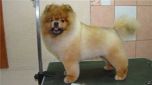 Стрижка шпица в домашних условиях: пошаговые варианты