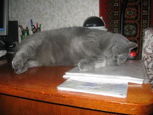 Сколько часов в день спят кошки: норма сна по возрасту