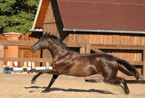  английская чистокровная лошадь в прыжке