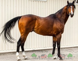 Красивый английский чистокровный конь