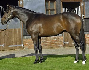 Внешние данные английской скаковой лошади