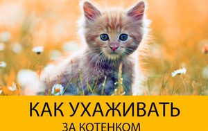Уход за котёнком дома: советы для начинающих владельцев