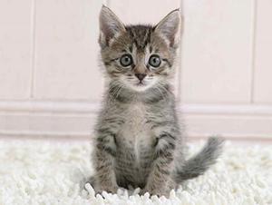 Полосатый котенок